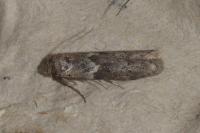 Blastobasis glandulella