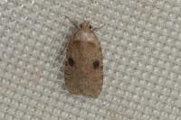Agonopterix propinquella