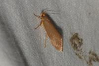Crassa unitella