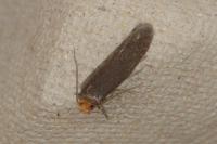 Cephimallota crassiflavella
