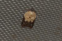 Acleris variegana