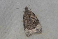 Apotomis capreana