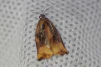 Archips podana