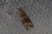 Celypha lacunana