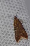 Dichomeris ustalella