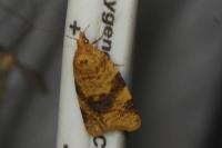 Epagoge grotiana