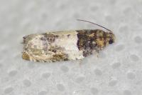 Gypsonoma dealbana
