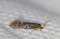 Monopis laevigella