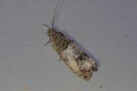 Notocelia rosaecolana