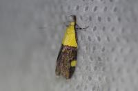 Oecophora bractella