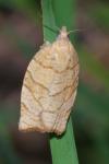 Pandemis corylana