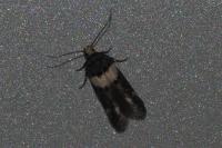 Recurvaria leucatella