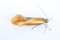 Batia lunaris