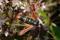 Pyropteron chrysidiforme