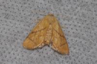 Apoda limacodes