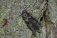 Blastobasis glandulella