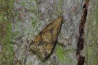 Brachmia blandella