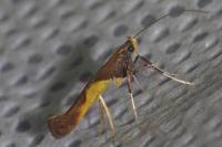 Caloptilia