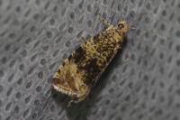 Celypha lacunana