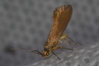 Crassa unitella
