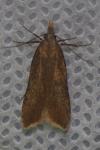 Dichomeris ustalella