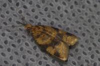 Epagoge grotiana