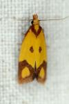 Agapeta zoegana