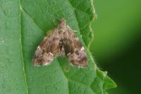Anthophila fabriciana