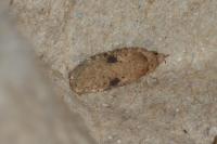 Agonopterix propinquella