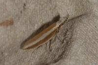 Pleurota aristella