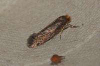 Cephimallota crassiflavella