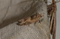 Crocidosema plebejana