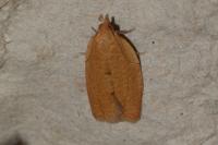 Clepsis consimilana