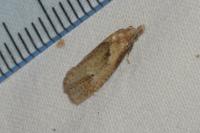 Phtheochroa inopiana