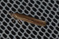 Limnaecia phragmitella