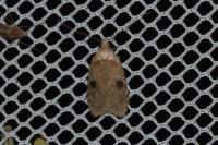Agonopterix propinquella
