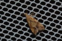 Brachmia blandella