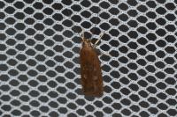 Helcystogramma triannulella
