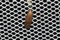 Pexicopia malvella