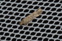 Scrobipalpula