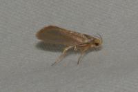 Crassa unitella
