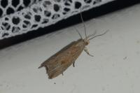 Bactra