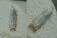 Phyllonorycter roboris