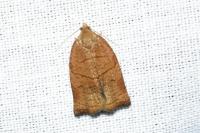 Archips podana
