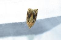 Archips xylosteana