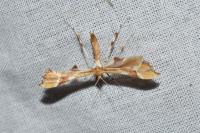 Cnaemidophorus rhododactylus