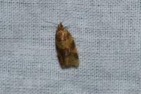 Epagoge grotiana
