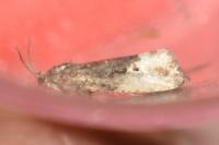 Hedya nubiferana