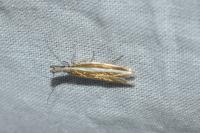 Pleurota aristella