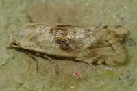 Cochylimorpha